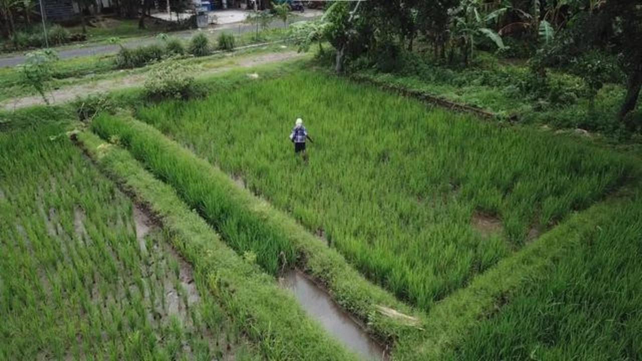 Nusron Ungkap 554 Ribu Hektare Sawah Beralih Jadi Perumahan dan Kawasan Industri Sejak 2019–2024