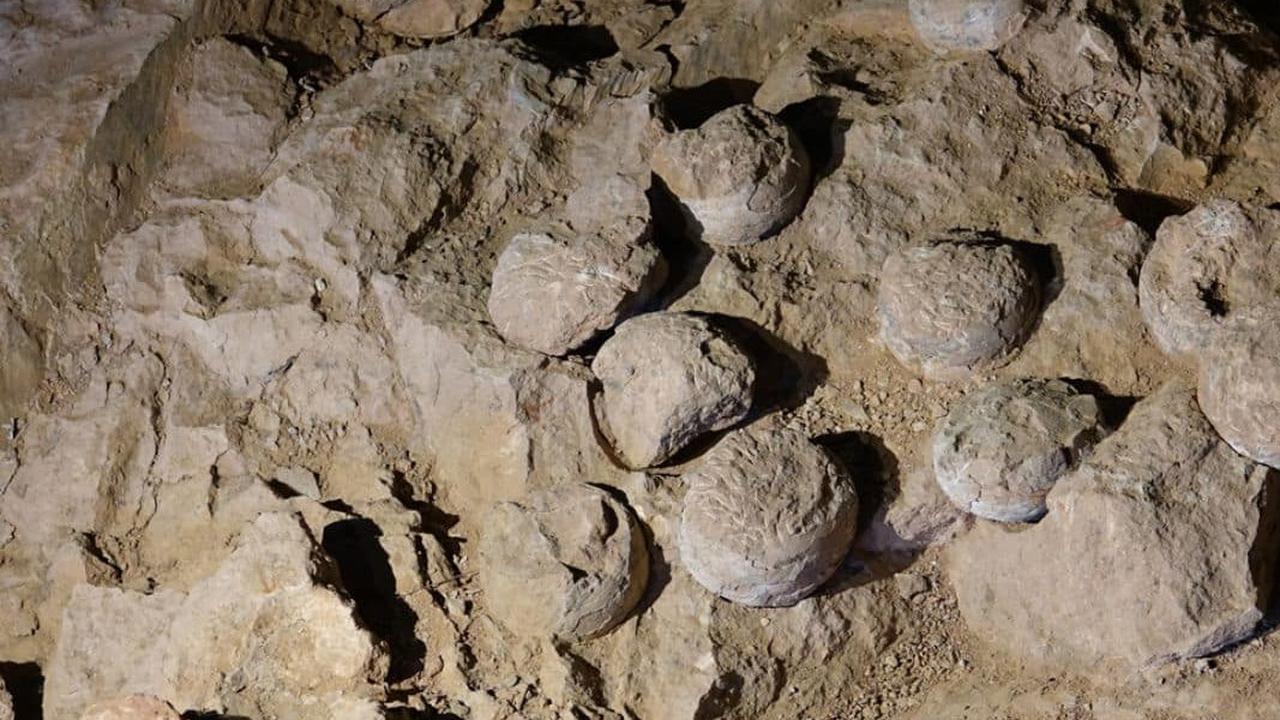 Fosil Berusia 80 Juta Tahun Ungkap Perilaku Mengejutkan Dinosaurus, Begini Hasil Temuan Ilmuwan