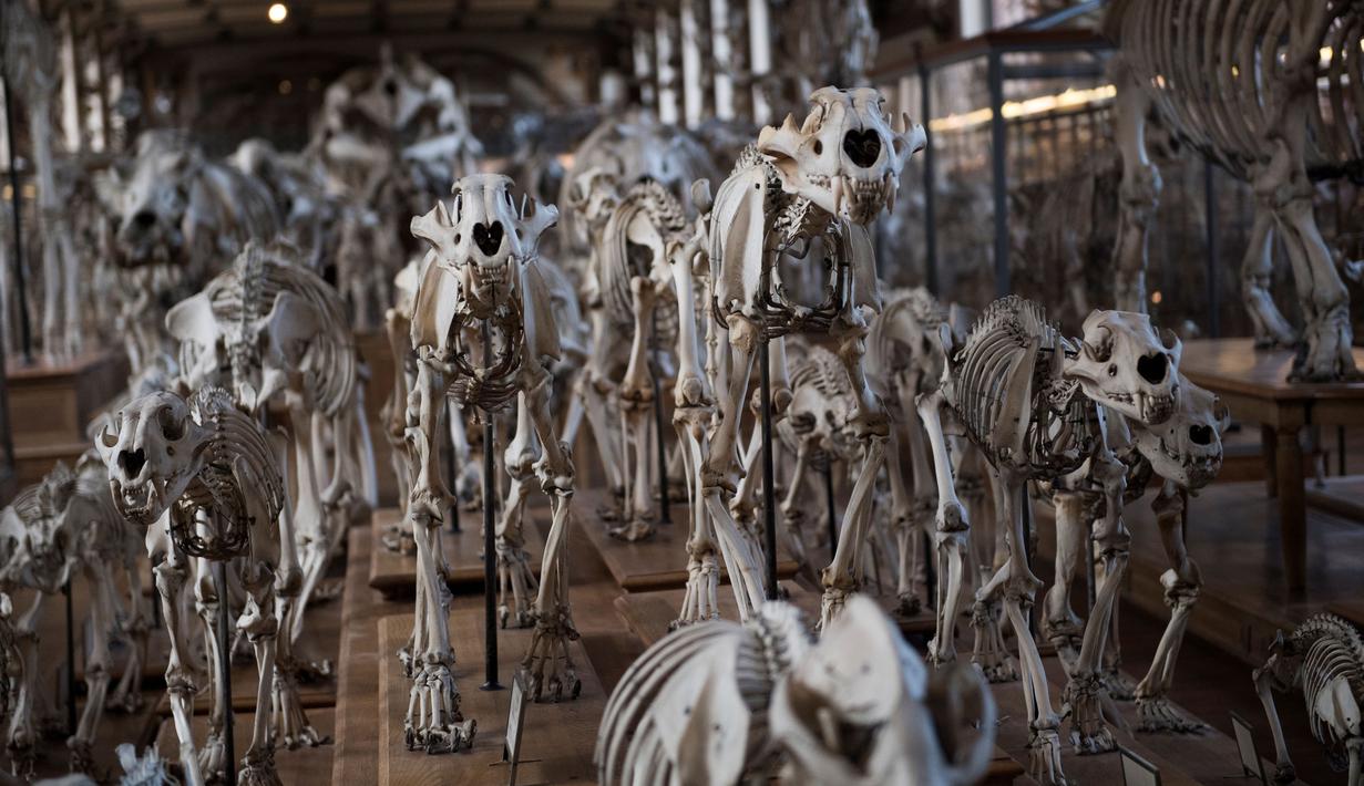 Kerangka binatang yang ditampilkan di galeri anatomi komparatif Museum Sejarah Alam Prancis di Paris, Kamis (16/11). Museum yang menyimpan ribuan tulang belulang hewan dan benda purba ini berencana merenovasi gedungnya. (Martin BUREAU/AFP)
