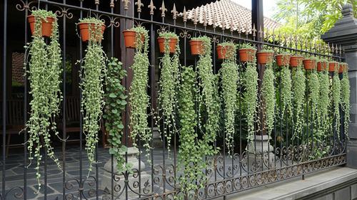 Kombinasi Pot Gantung dan Rambatan Ringan