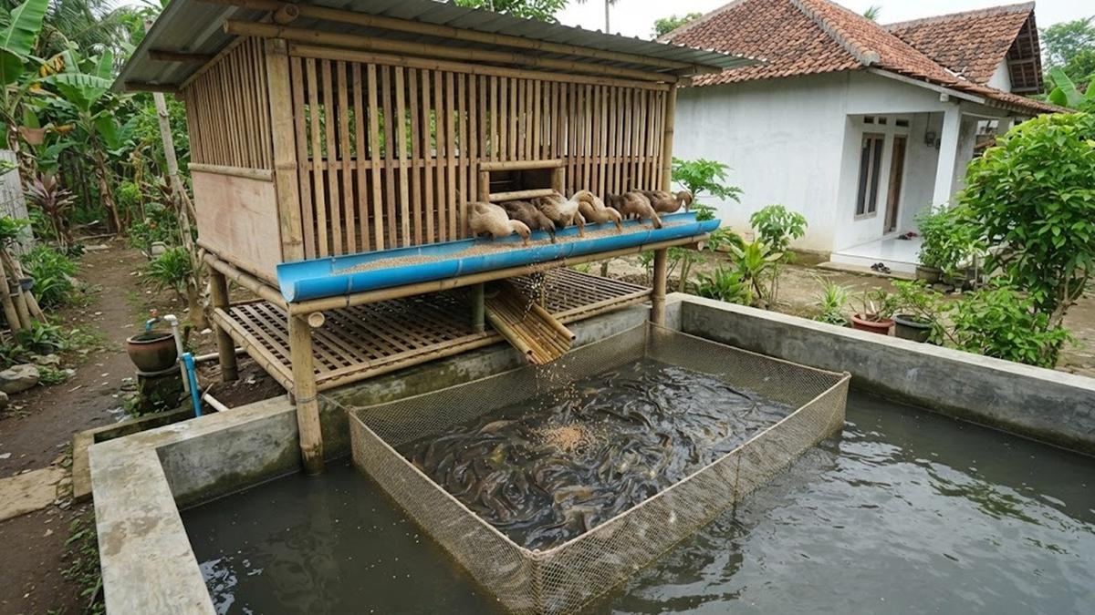 10 Ide Tata Letak Kolam Lele dan Kandang Bebek yang Efisien, Bisnis Ternak Minim Limbah
