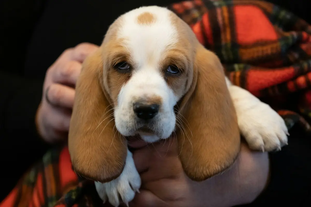 Basset Hound