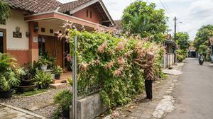 10 Tanaman untuk Pagar Rumah yang Cepat Tumbuh tetapi Mudah Dirawat