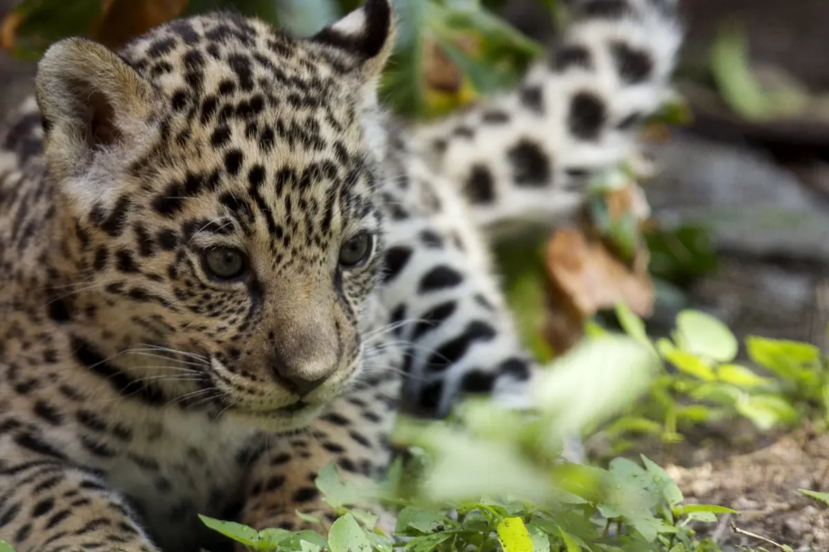 20151109-Menggemaskan Tingkah Bayi Macan Tutul Penghuni Kebun Binatang Quito