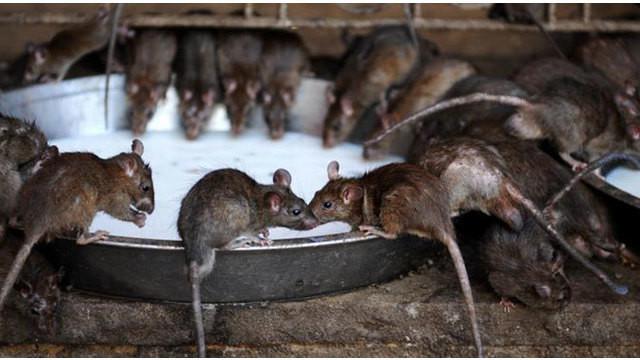 Selain disucikan, para masyarakat di sekitar kuil sering memasak dan makan bersama tikus-tikus tersebut.