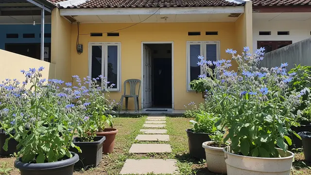 Kebun Rumah Mini dengan Tanaman Borage