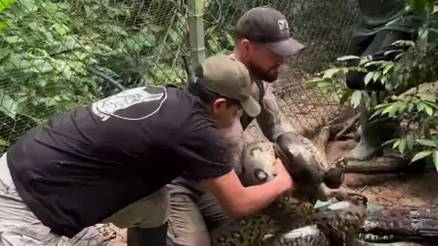 Aksi Pria Berduel dengan Anaconda Hijau