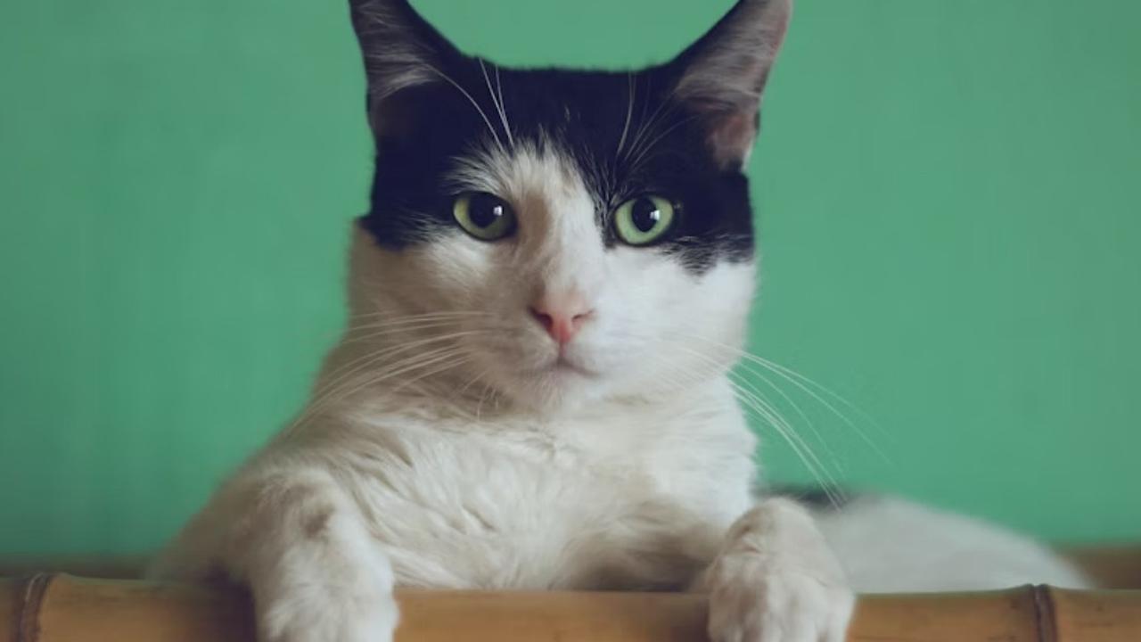 Ilustrasi Kucing