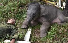 FOTO: Tingkah Lucu Menggemaskan Nona Seroja di Tesso Nilo