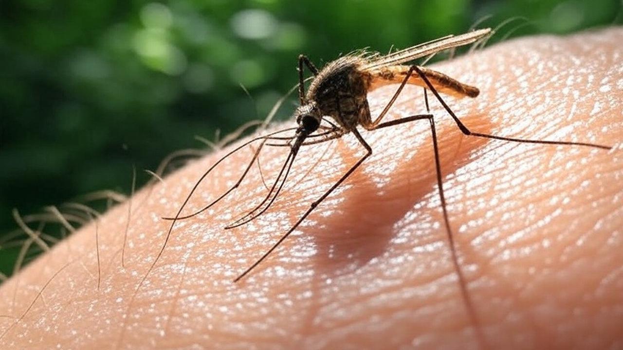 Mengenal Jenis-Jenis Plasmodium yang Menyebabkan Malaria, Fakta dan Penjelasannya