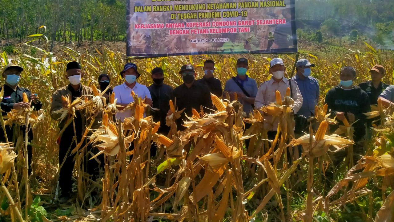 Untuk mendukung peningkatan produksi jagung nasional, Pemda Garut, Jawa Barat tengah mengembangkan pengembangan jagung berbasis korporasi.