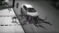 Video Anjing Liar Serang Toyota Corolla 