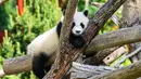 Seekor anak panda raksasa tampak bermain di Kebun Binatang Berlin di Berlin, ibu kota Jerman, pada 28 Mei 2020. Kebun Binatang Berlin dibuka kembali untuk umum pada 28 April setelah ditutup selama lebih dari sebulan akibat COVID-19. (Xinhua/Binh Truong)