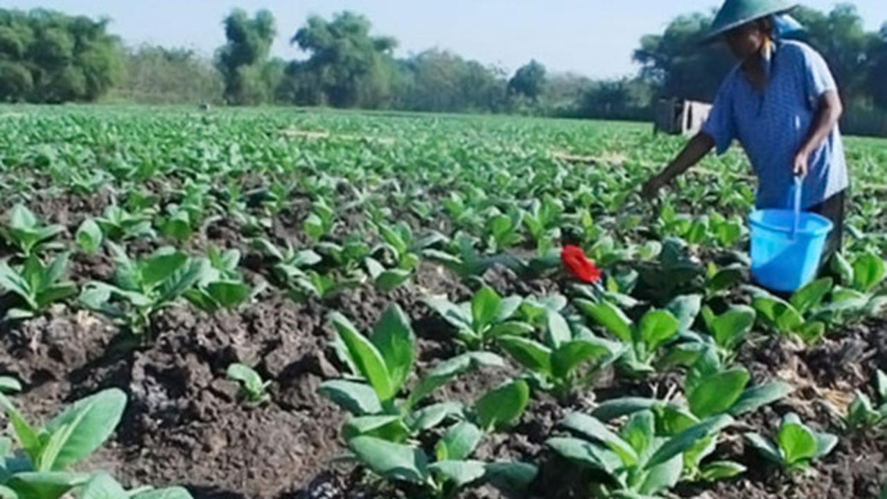 Genjot Hasil Panen, Petani Harap Pemerintah Segera Sederhanakan Aturan