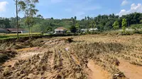 Curhat Petani di Sukabumi: Mau Panen, 4 Hektare Sawahnya Malah Ludes Disapu Banjir