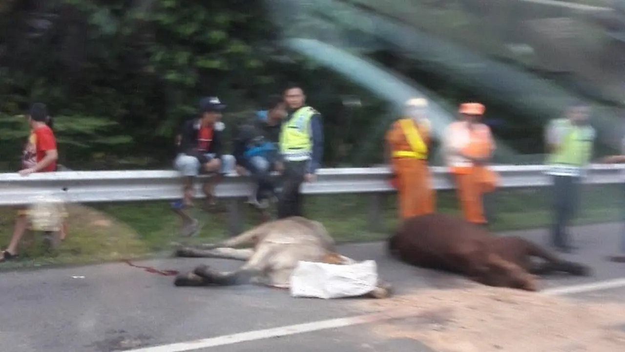  Sebanyak 10 ekor sapi terlepas dari truk yang sedang melintasi KM 10 Tol Jagorawi-Bogor