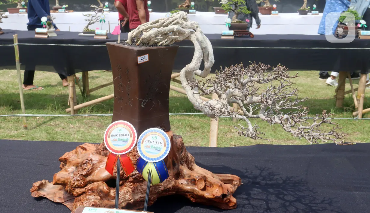 Tanaman bonsai ditampilkan pada pameran dan kontes di Lapangan Bola Chikal, Tapos, Depok, Jawa Barat, Minggu (4/12/2022). Pameran dan kontes yang digelar oleh Perkumpulan Penggemar Bonsai Indonesia (PPBI) Cabang Depok tersebut diikuti 500 peserta. (merdeka.com/Arie Basuki)