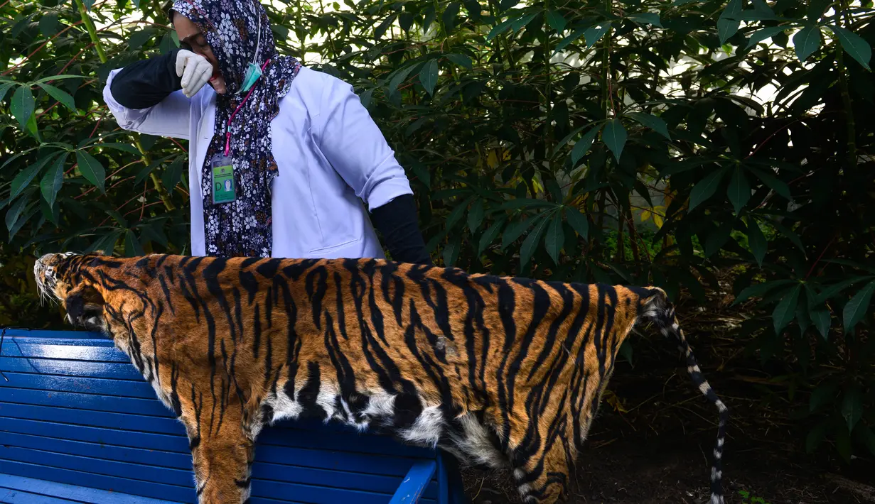 Petugas konservasi satwa liar menjemur kulit harimau Sumatra hasil sitaan di Banda Aceh, Aceh, Rabu (12/12). Kulit harimau ini akan dijadikan sebagai bahan edukasi bagi agar warga berhenti memburu satwa dilindungi tersebut. (CHAIDEER MAHYUDDIN/AFP)