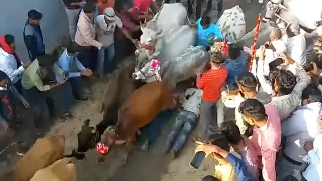 Jalani Ritual Unik Sebelum Diwali, Warga Desa Ini Rela Diinjak Sapi