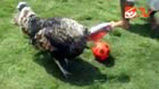 Ayam Kalkun Jadi Pemain Sepak Bola