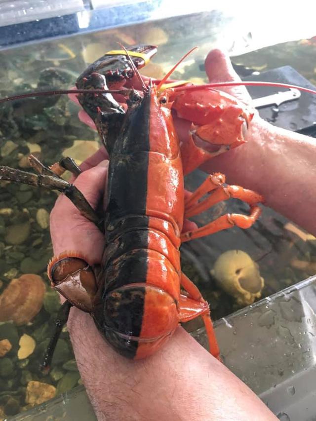 Lobster super langka dengan dua warna. (Maine Coastal for Fisheries Facebook)