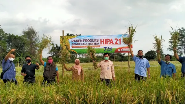 Produksi Benih Padi Hibrida Jadi Solusi Cerdas Tingkatkan Produktivitas Padi