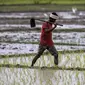 Seorang petani berjalan sambil bekerja di sawah di pinggiran Gauhati, India, Jumat (30/7/2021). Hampir 60% penduduk India menggantungkan mata pencahariannya dari pertanian. (AP Photo/Anupam Nath)