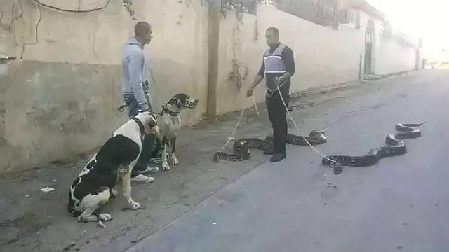 8 Momen Nyeleneh Orang Ajak Anjing Jalan-Jalan Ini Aksinya Kocak