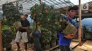 Pekerja mengangkat pohon jeruk Kimkit yang dijual di Meruya, Jakarta Barat, Kamis (12/1/2023). Banyak pembeli membeli tanaman buah jeruk tersebut untuk dikirim kepada kerabat dan juga sebagai hiasan imlek. (Liputan6.com/Angga Yuniar)