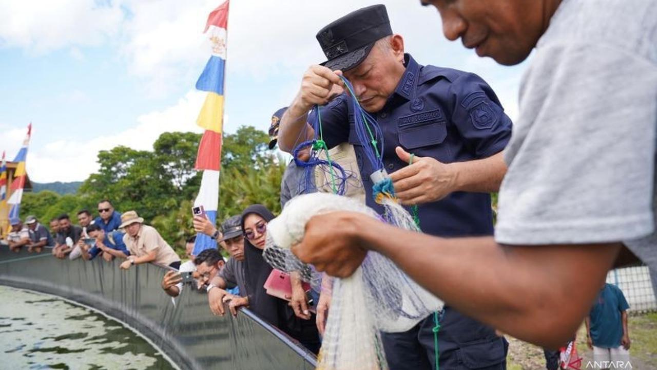 Pemprov Maluku Utara Sukses Panen 1,5 Ton Udang Vaname, Genjot PAD dan Kesejahteraan Nelayan