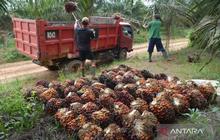 BPDP Diminta Perluas Program Pengembangan SDM Kelapa Sawit Nasional