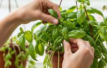 7 Tanaman yang Bisa Membantu Mengurangi Ulat pada Kebun Sayur, Lebih Sehat Tanpa Pestisida