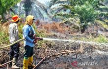 Kebakaran Lahan Nagan Raya Meluas hingga 60 Hektare, Tim Gabungan Terus Berjibaku