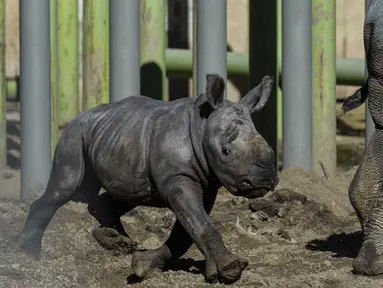 Silverio, seekor badak putih berusia dua belas hari, berjalan di samping induknya, Hannah, saat diperkenalkan di Kebun Binatang Buin, Santiago, Chile, Selasa, 2 Juli 2024. (AP Photo/Esteban Felix)
