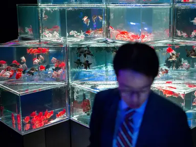 Seorang pria melihat ikan mas selama pratinjau pers dari pameran EDO Nihonbashi Art Aquarium 2018 di Tokyo, Jepang (5/7). Pameran tahunan di Tokyo ini akan dibuka untuk umum mulai 6 Juli hingga 24 September 2018. (AFP Photo/Martin Bureau)