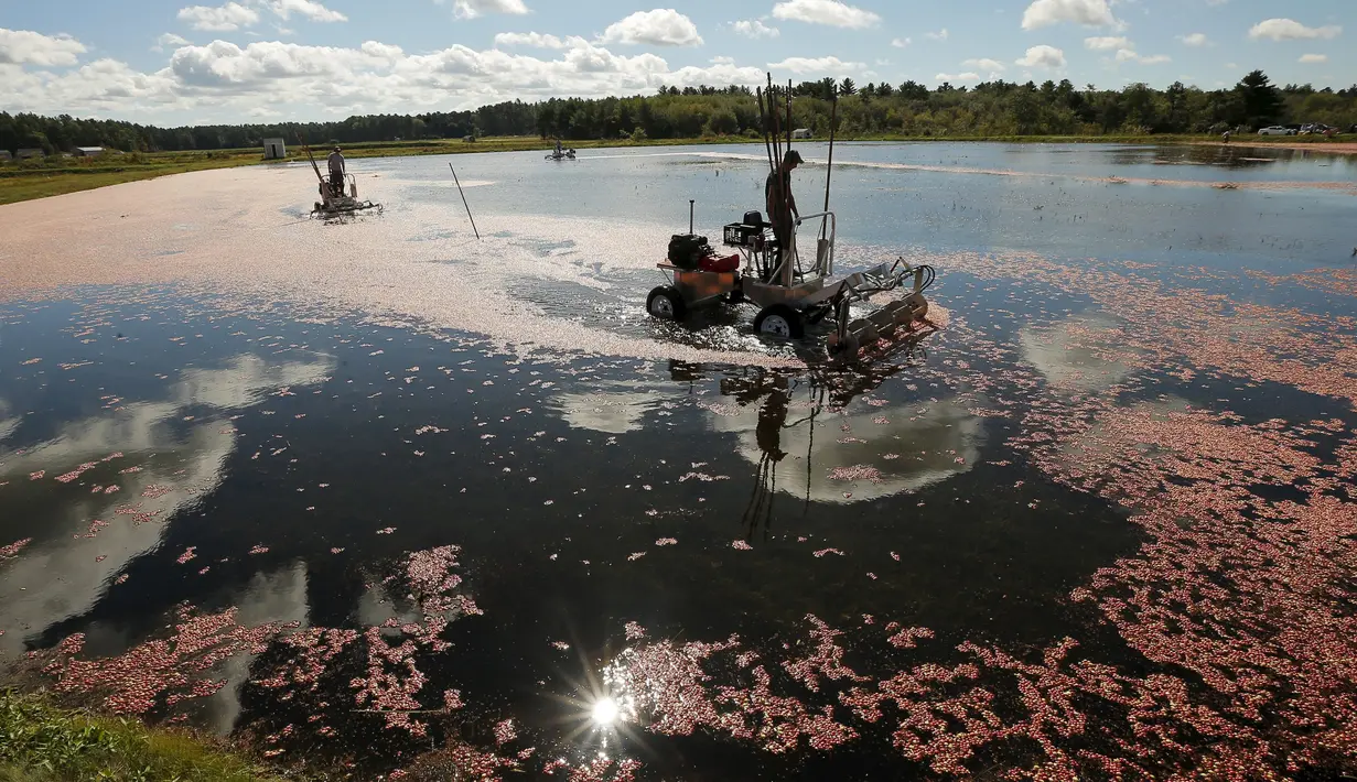 Pekerja saat memanen cranberry di sebuah rawa di Gilmore Perusahaan Cranberry di Carver, Massachusetts, AS, Senin (14/9). Menurut Asosiasi Petani Cape Cod Cranberry, sekitar 200 juta cranberry tumbuh setiap tahun di Massachusetts.  (REUTERS/Brian Snyder)