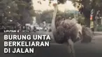 Kalau sedang mengemudi, ada saja momen saat pengendara harus memberi jalan untuk hewan yang melintas. Kucing hingga kambing menyeberang jalan misalnya. Tapi apa jadinya kalau hewan yang berkeliaran di jalan adalah burung unta?