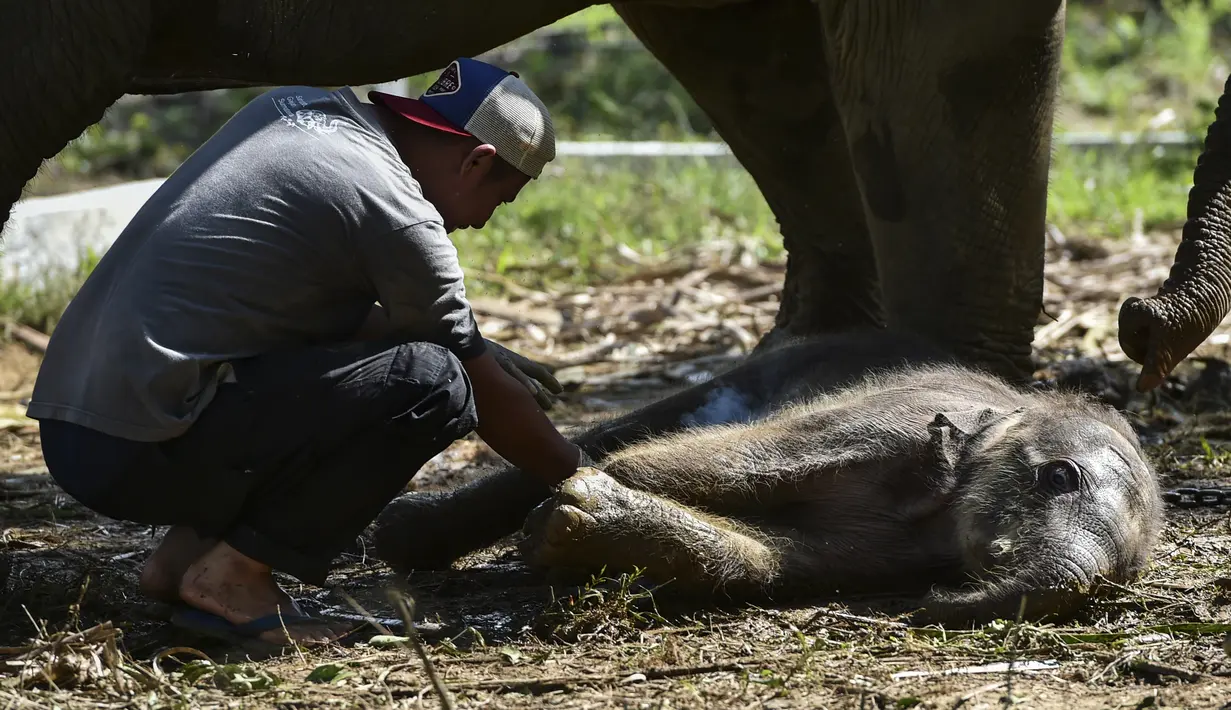 Seorang dokter hewan memeriksa bayi gajah Sumatera setelah lahir di Unit Respons Konservasi Alue Kuyun di Meulaboh, provinsi Aceh (27/7/2019). Bayi gajah betina tersebut diperkirakan berada di dalam kandungan selama 21 bulan.  (AFP Photo/Chaideer Mahyuddin)