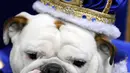 Prudence mengenakan mahkota setelah dinobatkan sebagai pemenang dalam kontes Drake Relays Beautiful Bulldog ke-38 di Des Moines, Iowa (23/4). (AP Photo / Charlie Neibergall)