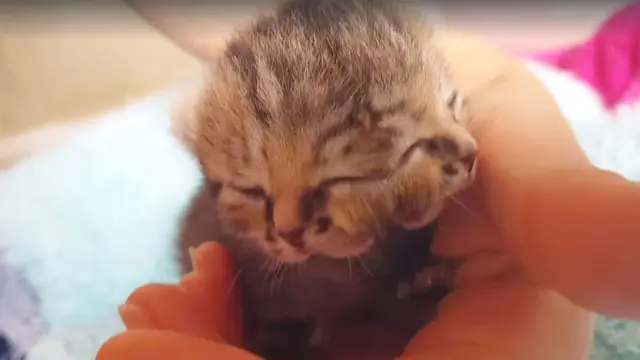 Kelainan Genetik, Kucing Bermata Tiga Lahir di Afrika Selatan