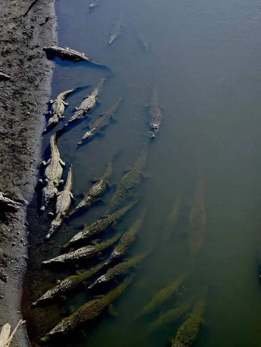Puluhan buaya tampak menepi di Sungai Tarcoles, Rio Grande, Kosta Rika, Jumat (13/3/2015). Buaya menjadi daya tarik objek wisata Sungai Tarcoles. (AFP Photo/Ezequiel Becerra)