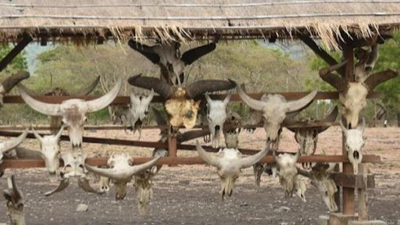 4 Fakta Taman Nasional Baluran Tutup Sebulan Penuh, Buka Kembali 16 Februari 2024