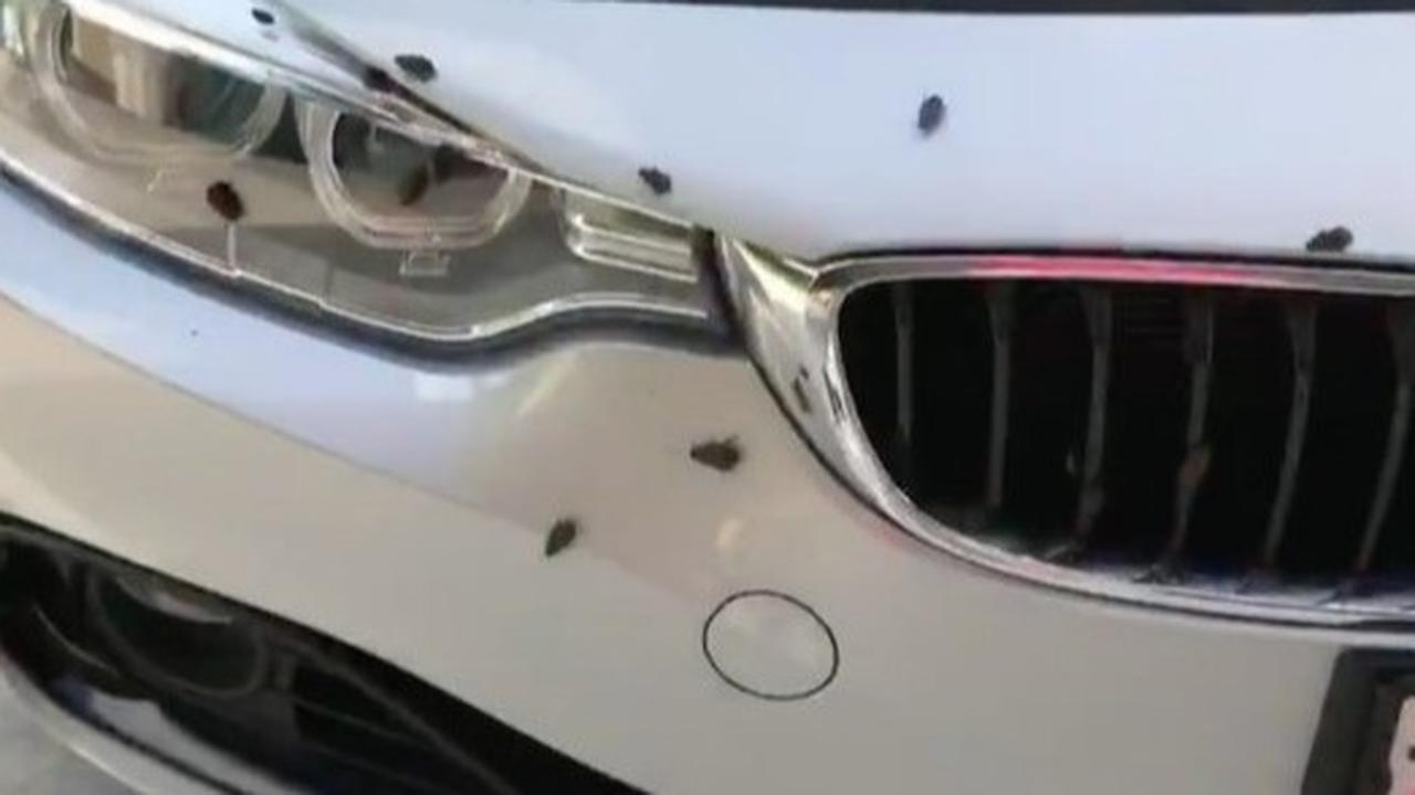 Metode Alami dan Kimia yang Efektif untuk Menghilangkan Kecoa di Mobil