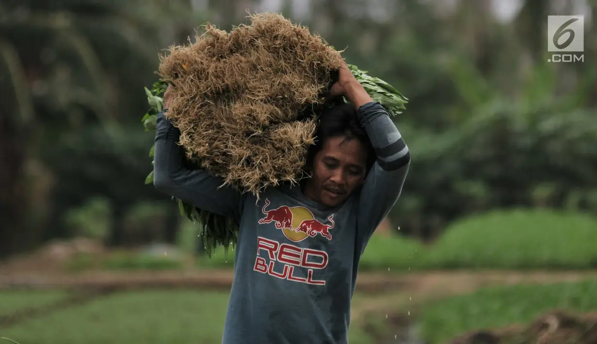 Petani membawa hasil panen di perkebunan sayur kawasan Sunter, Jakarta, Selasa (9/7/2019). Perkebunan di kawasan Sunter ini merupakan salah satu pemasok sayuran seperti bayam, kangkung, sawi, dan kemangi di pasar tradisional yang berada di utara Jakarta. (merdeka.com/Iqbal S. Nugroho)