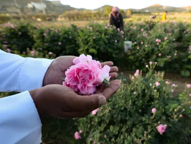 Seorang pekerja di pertanian Bin Salman memegang mawar Damaskena (Damask) di tangannya, yang digunakan untuk memproduksi air mawar dan minyak, di kota Taif, Saudi barat, pada tanggal 11 April 2021. Setiap musim semi, mawar mekar di kota Taif, Arab Saudi bagian barat. (AFP/Fayez Nureldine)