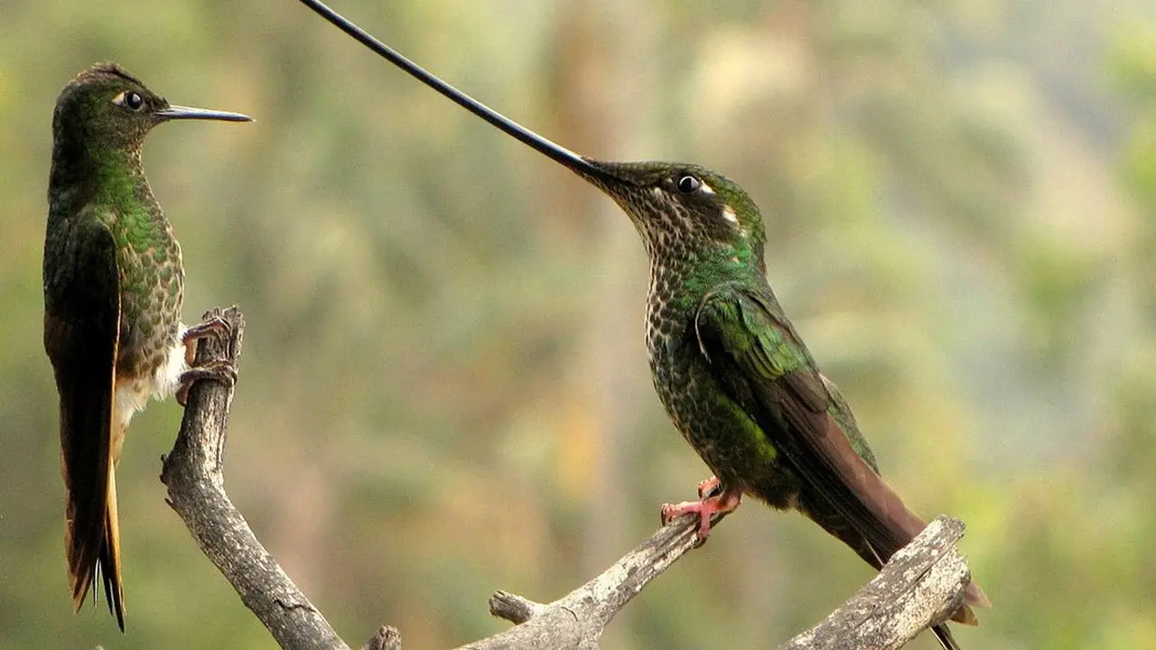 10 Burung dengan Paruh Terpanjang di Dunia, dari Lurus bak Pedang Sampai Bengkok