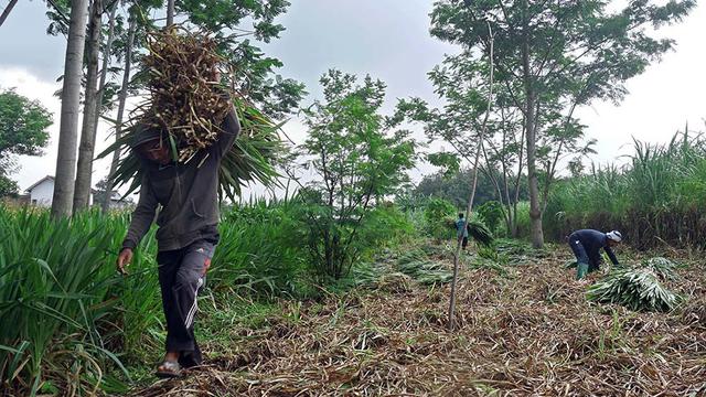 Bantuan pakan ternak