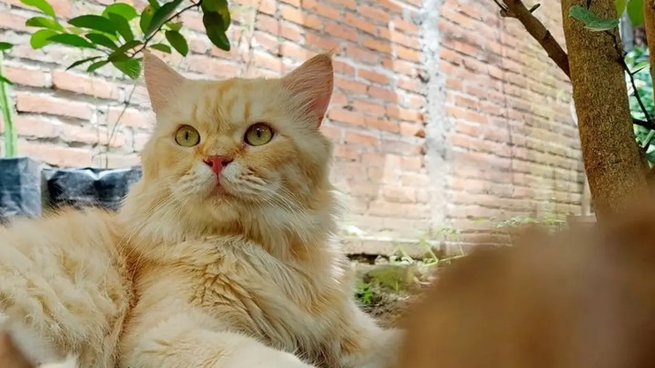 Kucing Oranye