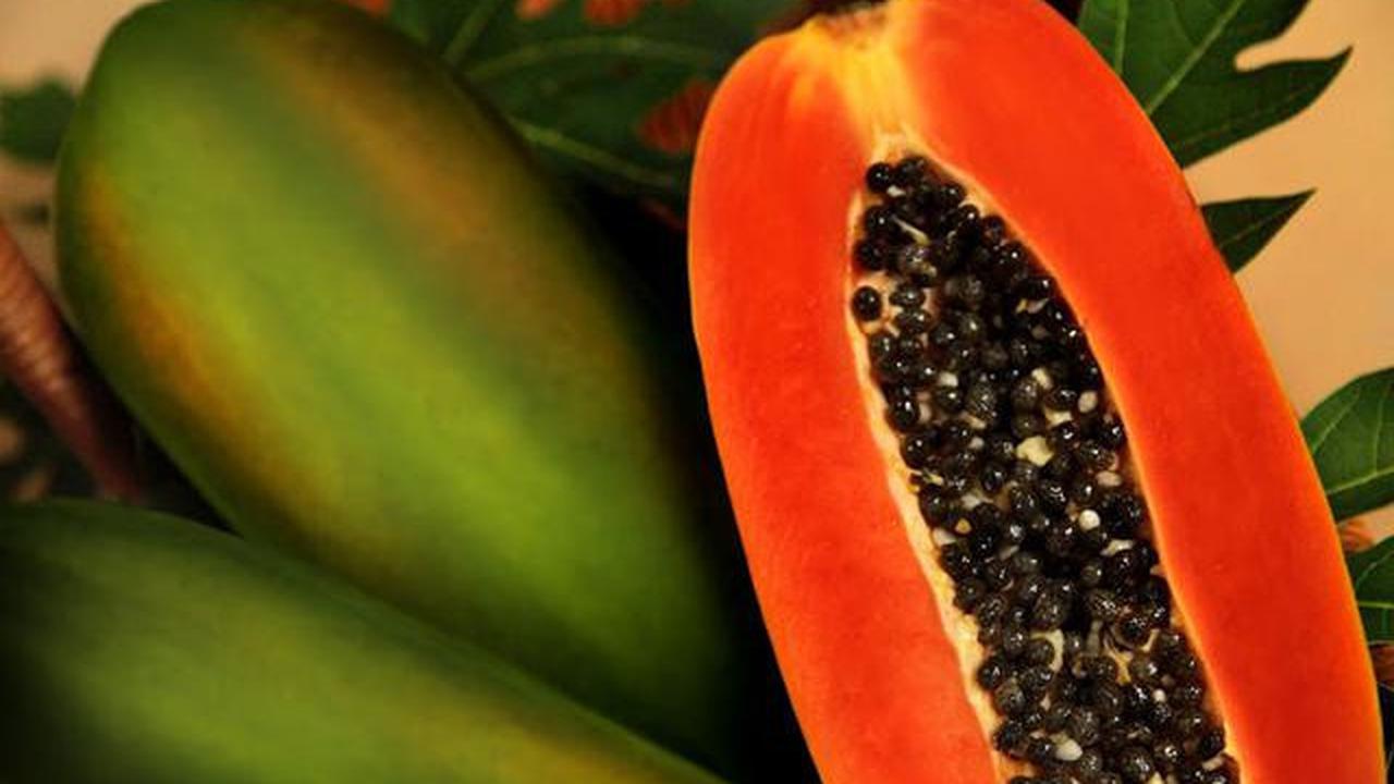 Jenis Pepaya yang Bernilai Tinggi di Pasar, Peluang Untung Besar bagi Petani