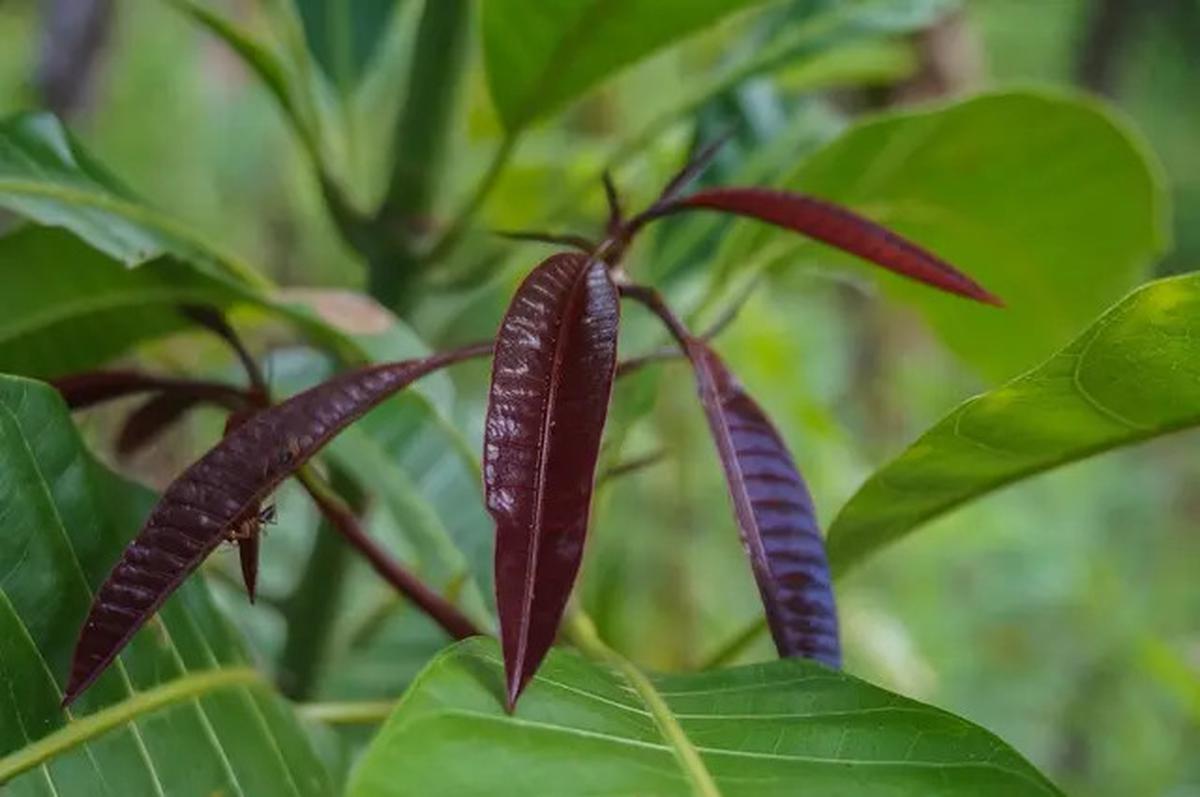 7 Manfaat Minum Teh Daun Mangga, Salah Satunya Mengontrol Kadar Gula Darah